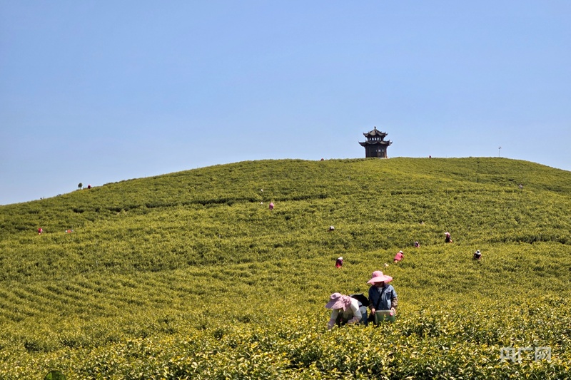云遇丰收节·采茶春山上｜安徽郎溪：一叶金黄万缕茶香