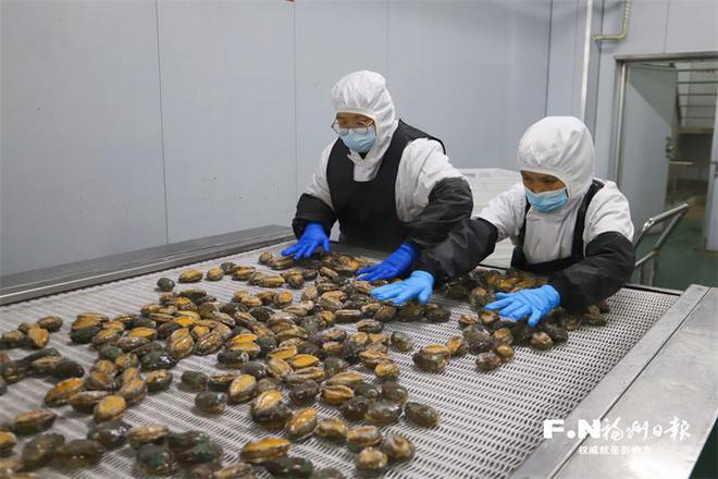 小鲍鱼闯出大市场——中国鲍鱼之乡连江持续吃透“一粒鲍”(图1)