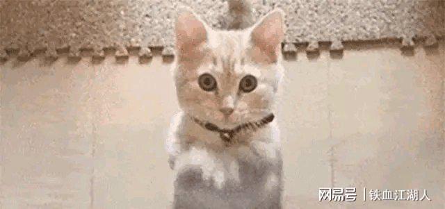 中国品牌全能基站时代来临iRobot仍卖千元扫地机(图11)