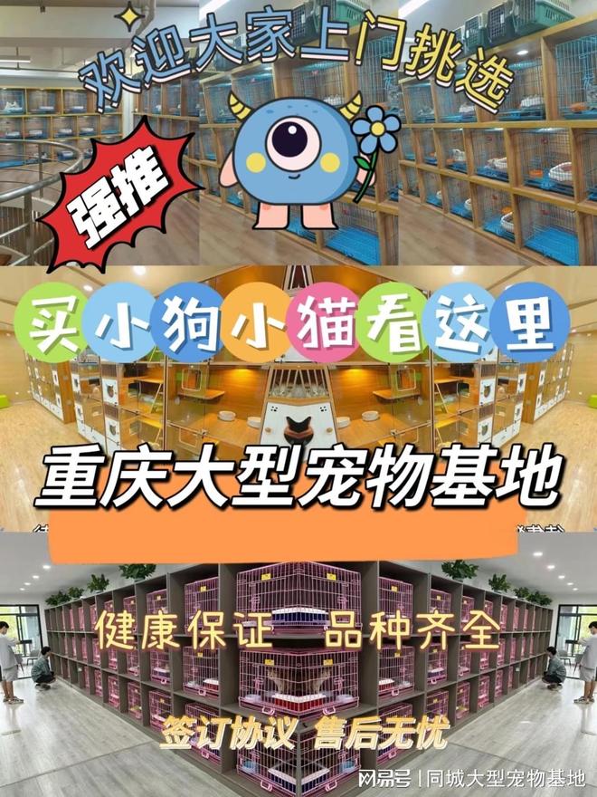 重庆宠物市场地址电话？这里安全可靠还能实地选宠物不虚此行
