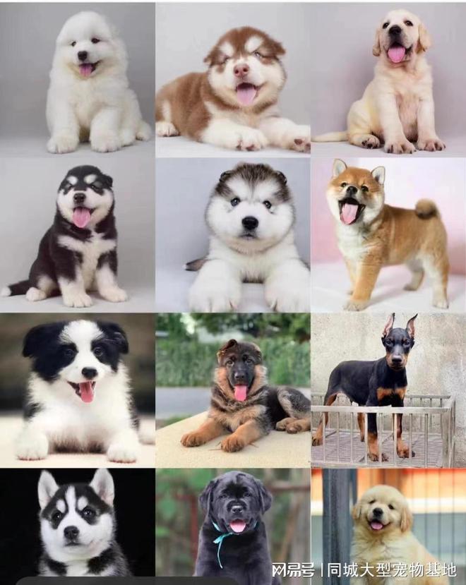 重庆宠物市场地址电话？这里安全可靠还能实地选宠物不虚此行(图2)