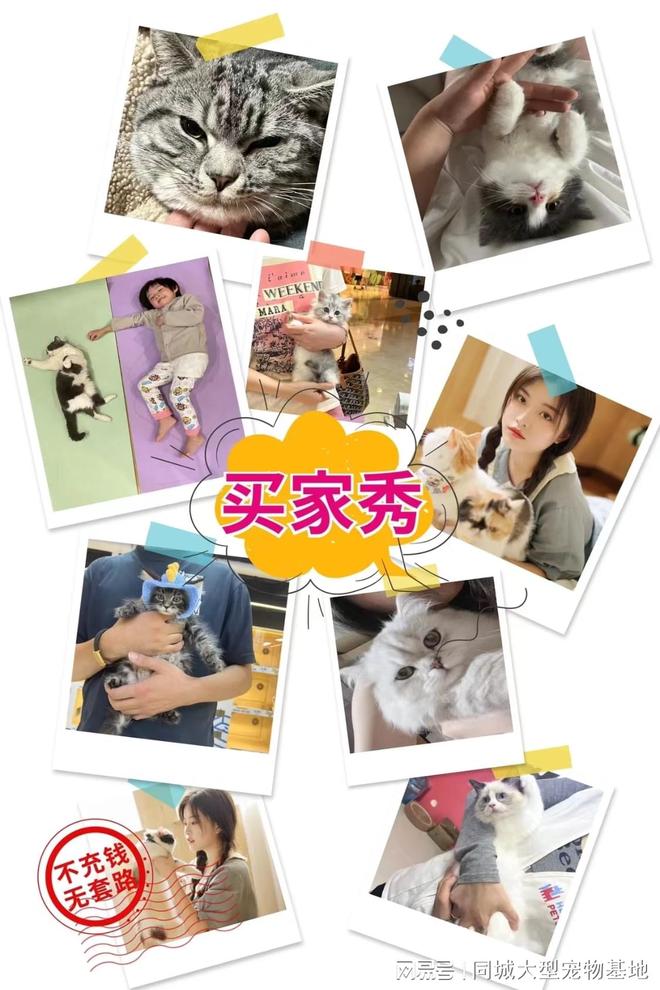 重庆宠物市场地址电话？这里安全可靠还能实地选宠物不虚此行(图4)