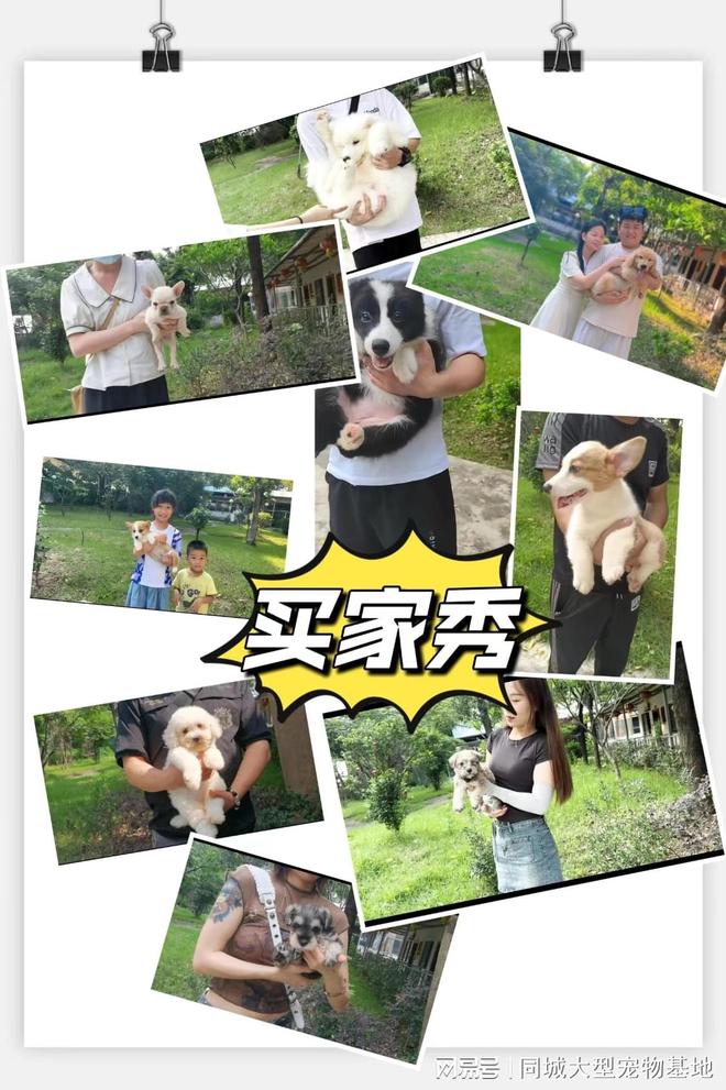 东莞哪个猫狗舍比较有名口碑比较好这家实体老店买的放心有保障(图2)