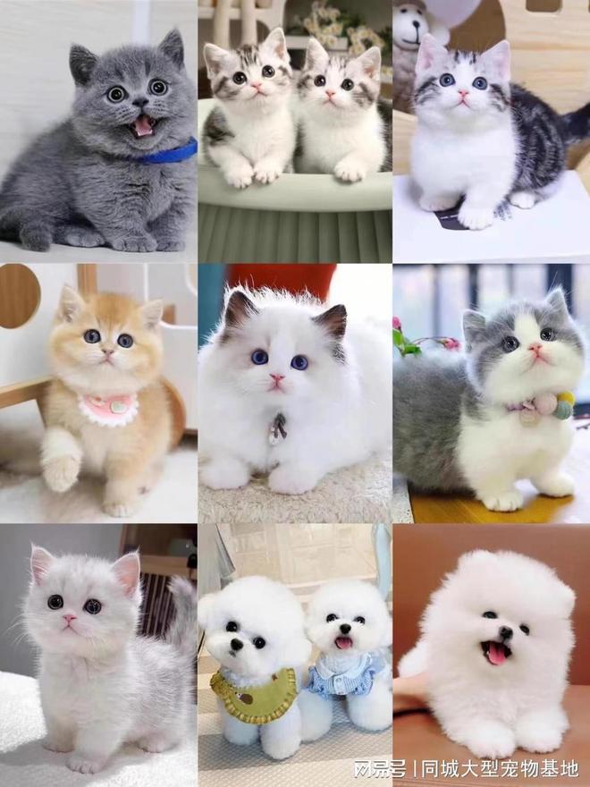 东莞哪个猫狗舍比较有名口碑比较好这家实体老店买的放心有保障(图3)